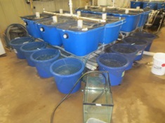 Fish exposure facilities