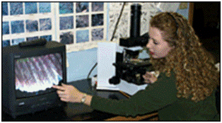 Viewing Video Microscope Display