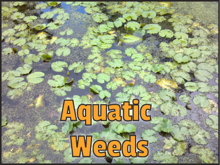 Link to Aquatic Weed page