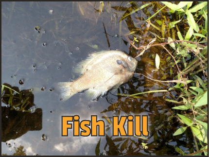 Link to Fish Kill page