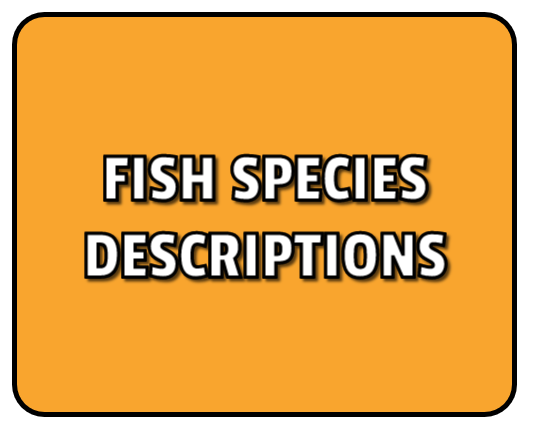 Click here to go to the Fish Species Descriptions page