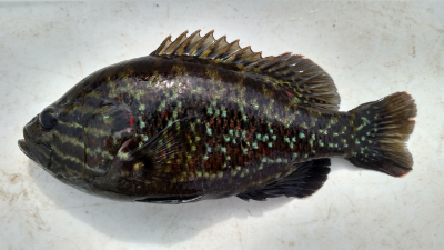Image of bantam sunfish