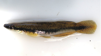 Image of blackspotted topminnow