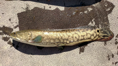 Image of bowfin