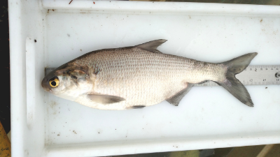 Image of gizzard shad