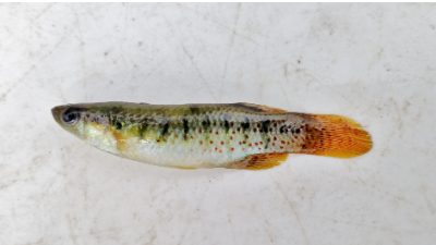 Image of golden topminnow