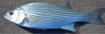 Image of hybrid striped bass