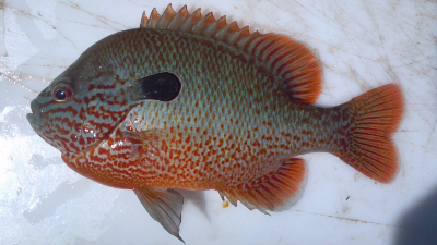 Image of longear sunfish