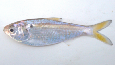Image of threadfin shad